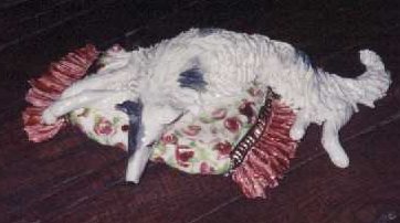 borzoi_pillow